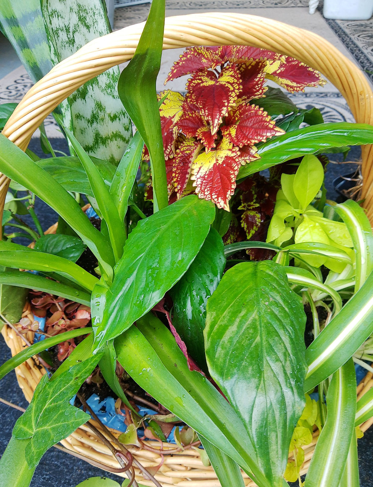 dish garden.jpg